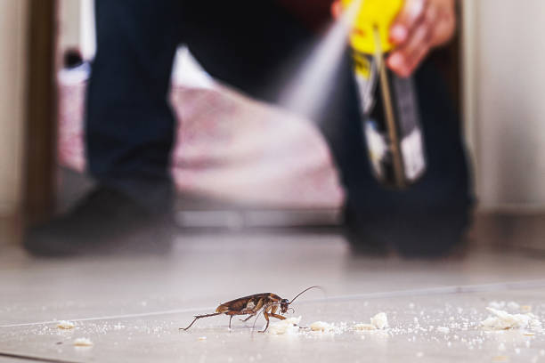 Best Insect Control  in East Renton Highlands, WA